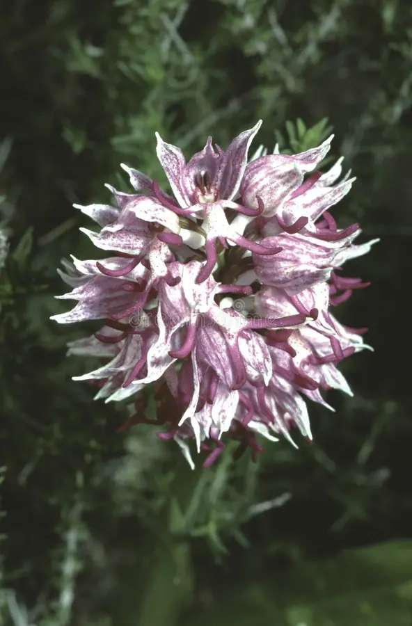 Orchidée singe
